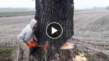 Incredible Fastest Skill Huge Tree Felling With Chainsaw, Dangerous Stihl Chainsaw Cutting Tree D...