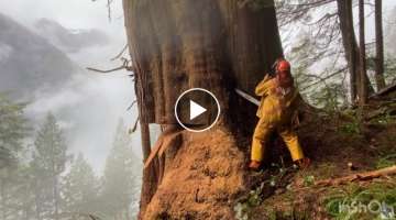 Cutting HUGE 10ft tree with Husqvarna chainsaw + 42” bar | WoodBoss.ca